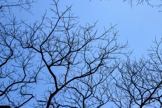 樹梢枯枝