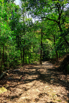 樹林小道 樹林山路 山林小路