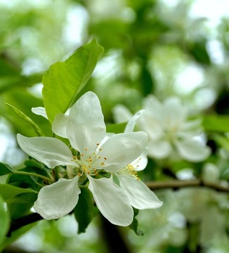 海棠白花