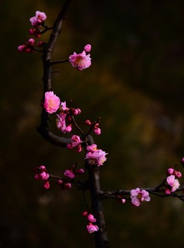 梅花樹
