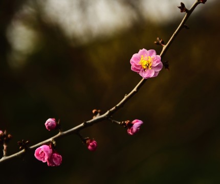 一枝梅花