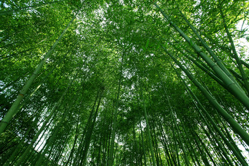 竹子 竹林