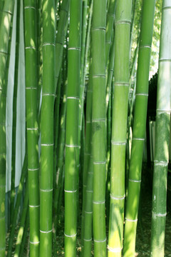 竹子 竹林 竹 植物 綠色