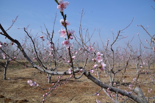 春天 桃花園