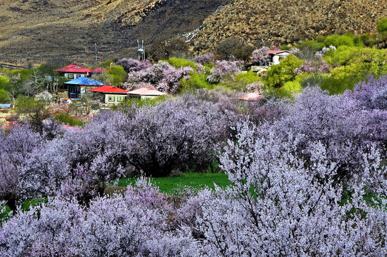 西藏林芝桃花村