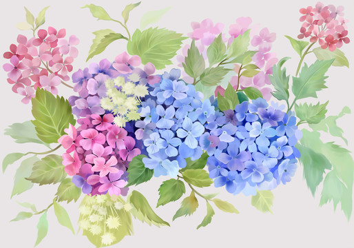 手繪花卉繡球花素材
