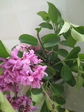 一束花
