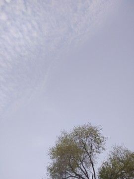 綠葉 樹枝 枝葉