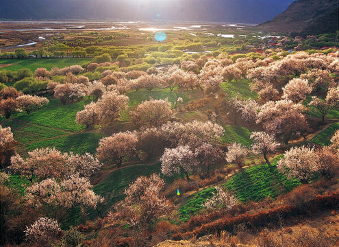 西藏林芝桃花溝