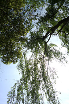 樹(shù)枝樹(shù)葉樹(shù)冠