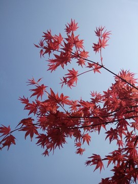 紅楓葉