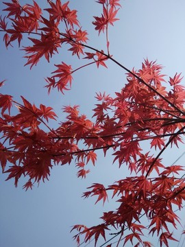 紅楓葉
