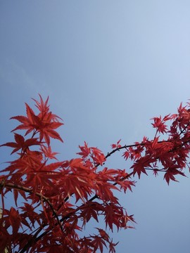紅楓葉