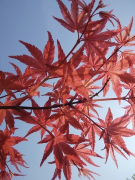 紅楓葉