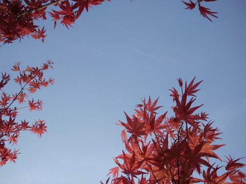 紅楓葉