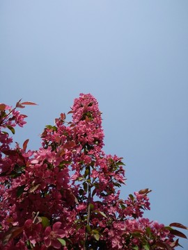 桃花 碧桃花