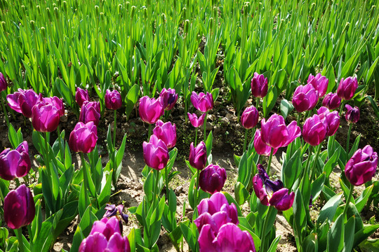 郁金香花海