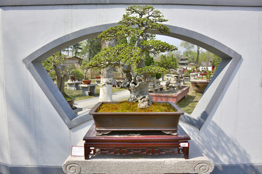 榆樹盆景