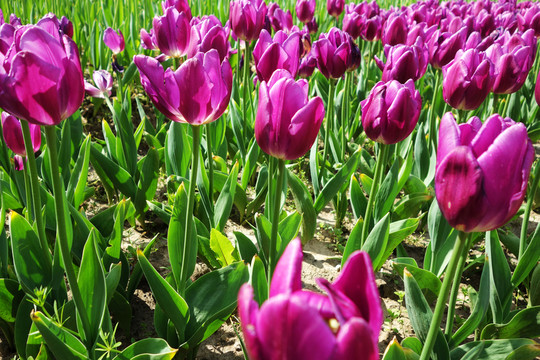 郁金香花海
