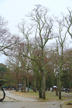 奈良公園