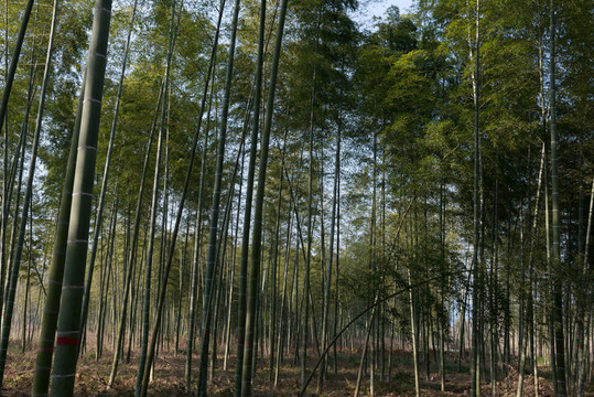 竹林