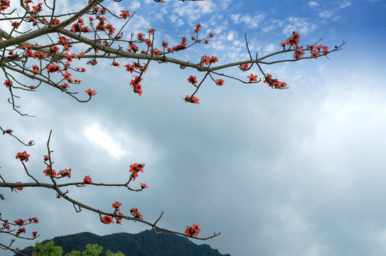 木棉花