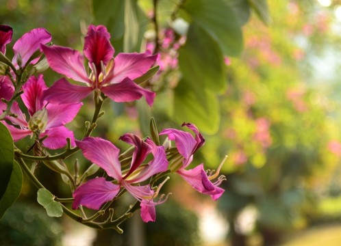 紫荊花