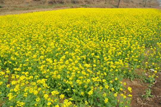 油菜花