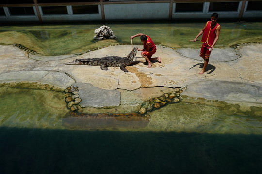 鱷魚(yú)表演 馴獸 泰國(guó)曼谷 民俗