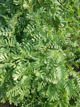 草坪 植物墻