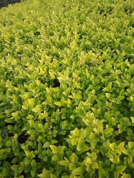 草坪 植物墻
