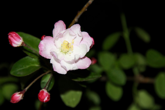 海棠春雨海棠花攝影圖片