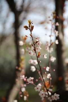 紫葉李