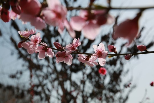 桃花