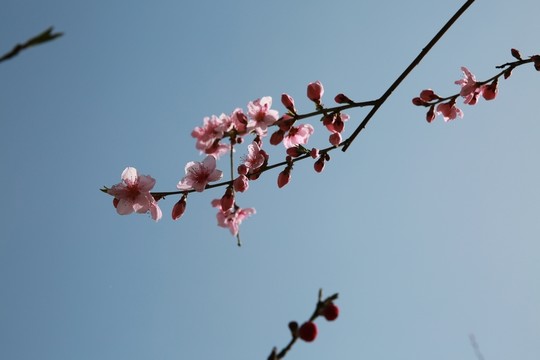 桃花