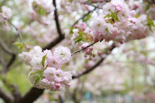 櫻花