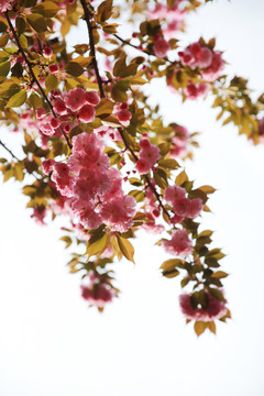 櫻花