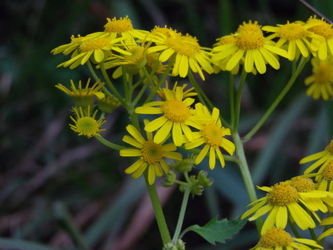 野菊花