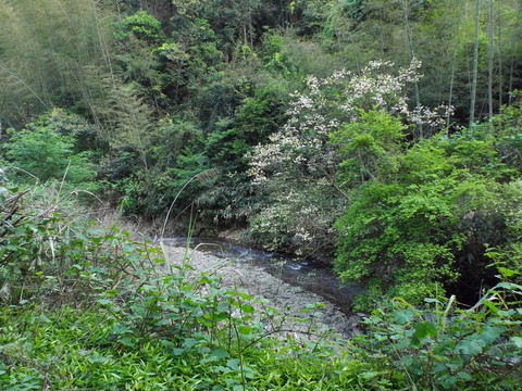山中溪流