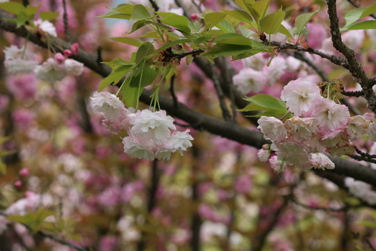 櫻花