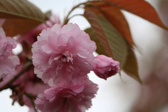 櫻花