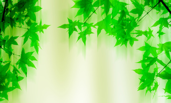 朦朧綠葉