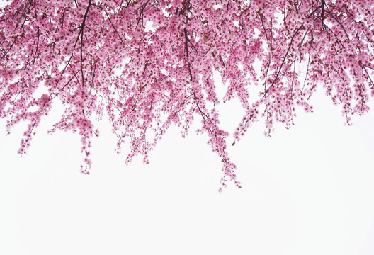 桃花裝飾