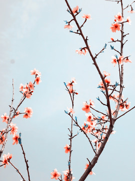一枝紅桃花