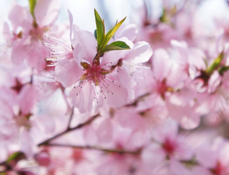 桃花爛漫