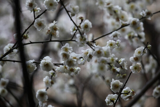 梅花 花 粉色 梅林 開花