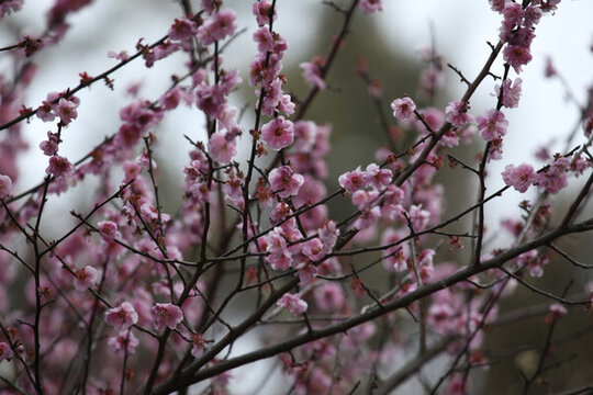 梅花 花 粉色 梅林