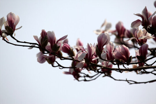 玉蘭花 玉蘭 花 蘭花