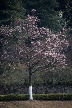 玉蘭花 玉蘭 花 蘭花