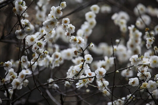梅花 花 粉色 梅林 開花
